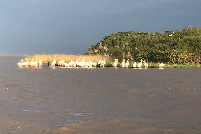 Day Trip To Lake Ziway - Boating on Lake Ziway and watching for hippos