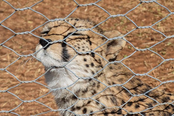 Day Trip To Menagesha Suba Forest - Birds, bushbuck, and realistic wildlife hopes