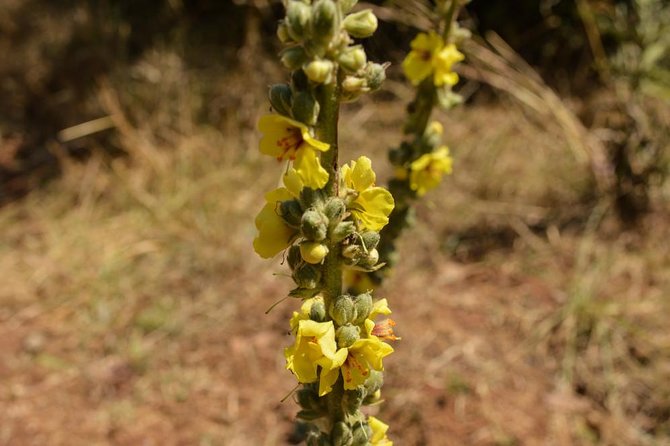 Day Trip To Menagesha Suba Forest - Who will enjoy this forest day