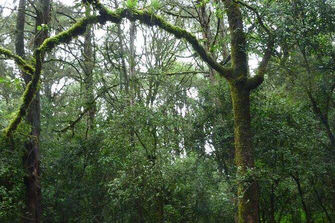 Day Trip to Menagesha Suba Forest from Addis Ababa - Key things to know before you book
