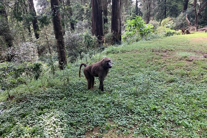 Day Trip to Menagesha Suba Forest from Addis Ababa - Bird watching and possible wildlife sightings