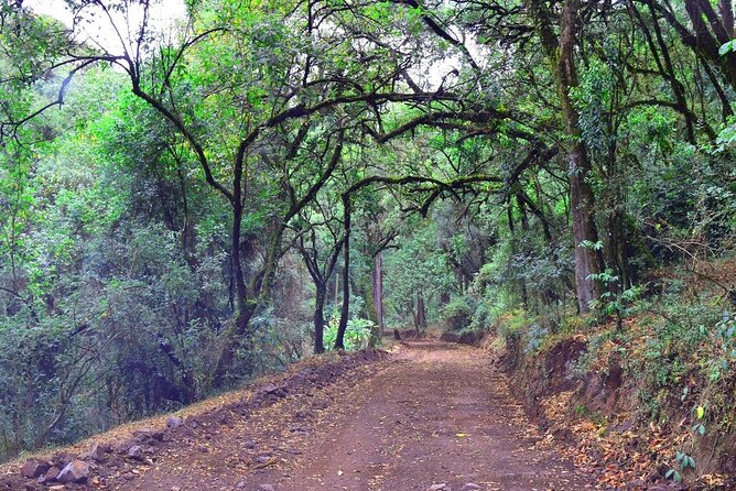 Day Trip to Menagesha Suba Forest from Addis Ababa - Lunch, coffee, and the rhythm of the day
