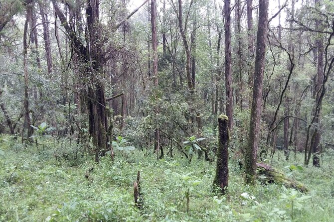 Day Trip to Menagesha Suba Forest from Addis Ababa - Timing the trip around a flight