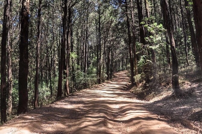 Day Trip to Menagesha Suba Forest from Addis Ababa - Who will enjoy this forest outing?