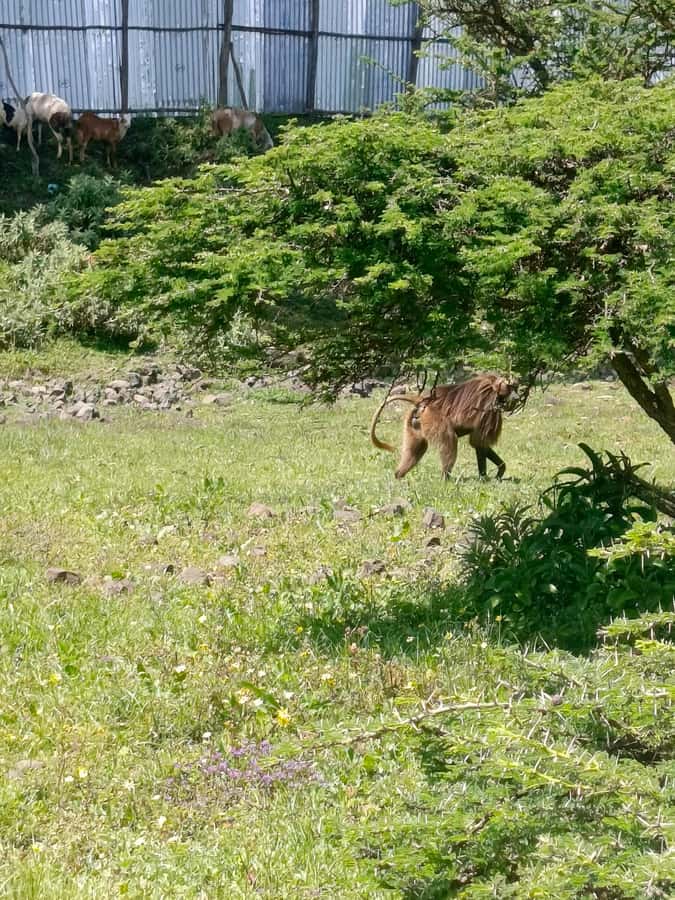 From Addis Ababa: Bisheftu Lake Side Tour - Key points to know before you book