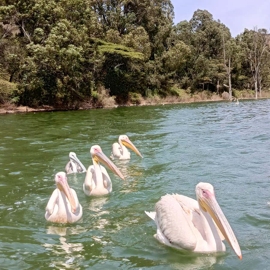 From Addis Ababa: Bisheftu Lake Side Tour - Why Bishoftu makes a good break from Addis Ababa