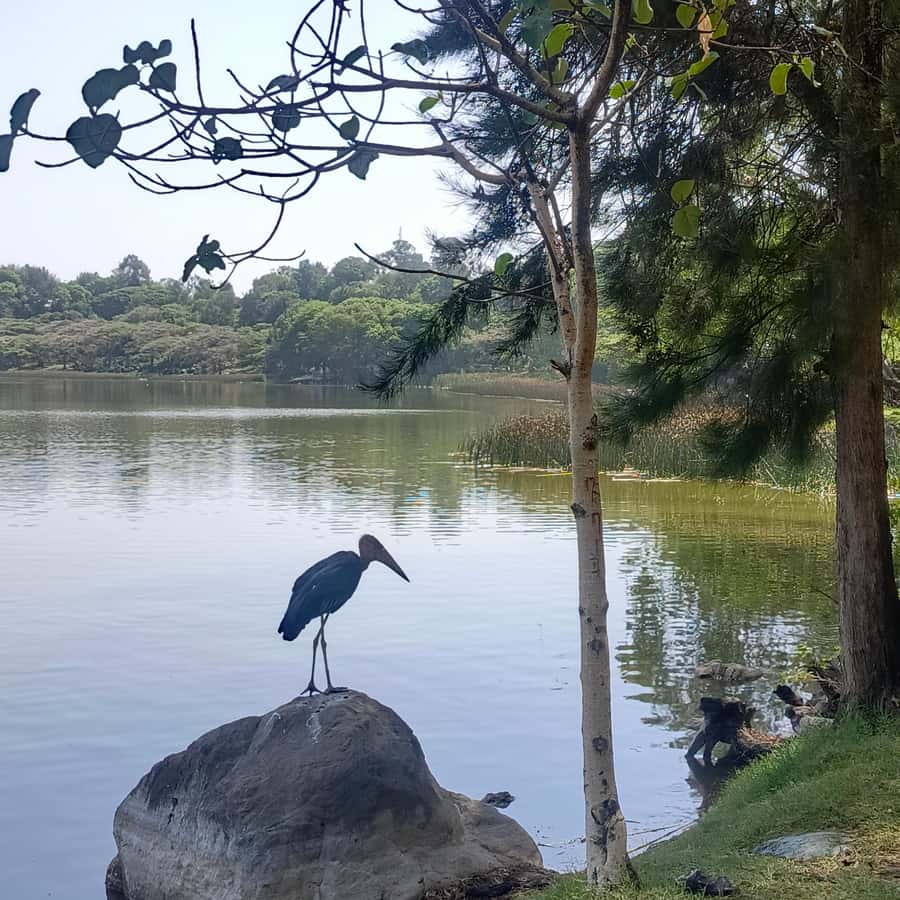 From Addis Ababa: Bisheftu Lake Side Tour - Lake Bishoftu and the main boat ride