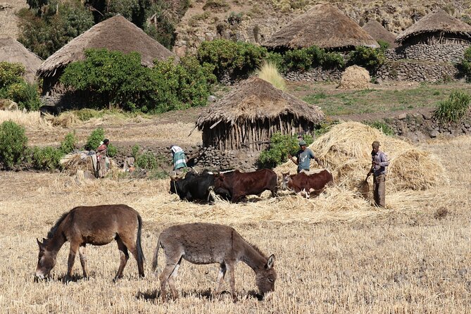 Lalibela 2-Day Eco Trekking Tour - An overnight stay with a highland family