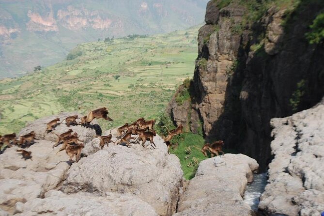 Nature & Historical day trip to Debrelibanos and the beautiful Jemma valley - Why Jemma Valley makes this more than a monastery visit