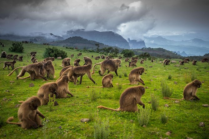 North Ethiopia Tours 12 Days From Addis Ababa - What the 12-day route really offers