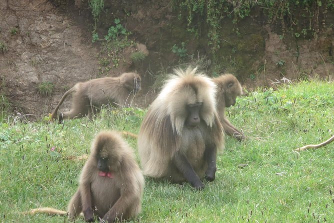 Northern Ethiopia & Trekking Simien Mountains , 10 Days - Simien Mountains: the main physical challenge