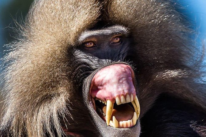 Private Day Trip to Debre Libanos Portuguese Bridge Galada Baboon - Gelada baboons and gorge wildlife