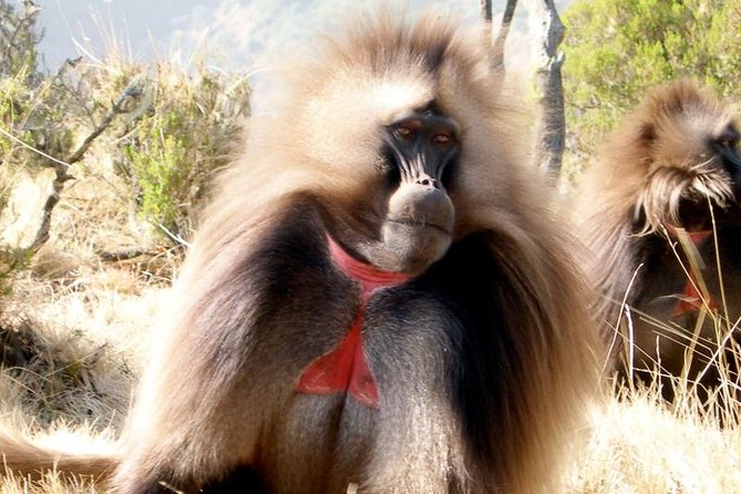 Private Day Trip to Debre Libanos Portuguese Bridge Galada Baboon - Mount Entoto and the view over Addis Ababa
