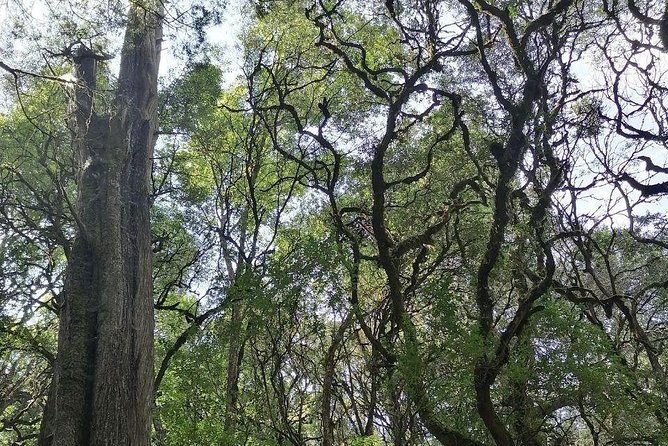 Round Trip to Menagesha Suba Forest Park - Key points to know before you book