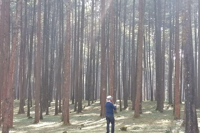 Round Trip to Menagesha Suba Forest Park - Why Menagesha Suba makes a good city escape