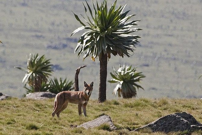 Simien Mountains – 4 Days - Who should book this trek?
