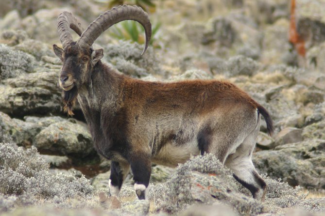Simien Mountains National Park – 7 Day Trek - What the seven-day route really involves