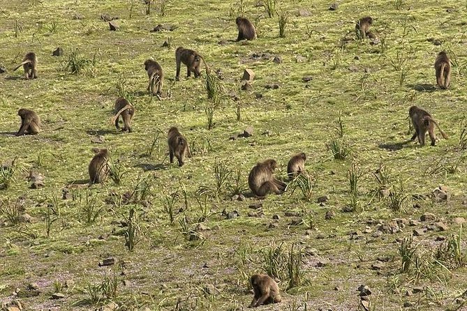 Simien Mountains National Park – 7 Day Trek - Day 5: Sona to Mekarebya and a change in climate