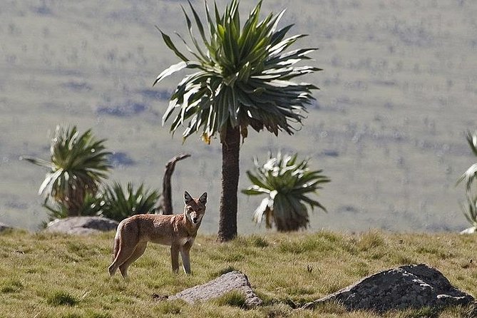 Simien Mountains National Park – 7 Day Trek - Day 7: Mulit to Adiarkay and back to Gondar