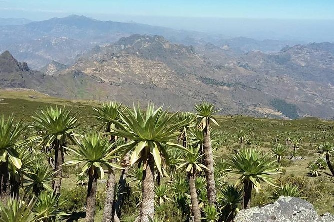 Tour 11 monolithic rock churches & museum in Lalibela & cave church with mummies - Should you book it?