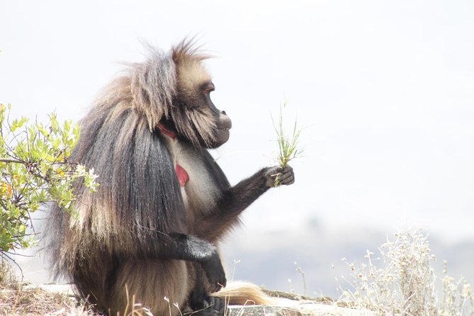 Trekking in Ethiopia's Lalibela Wollo Highland 4 Days / 3 Nights - Should you book the Wollo Highlands trek?