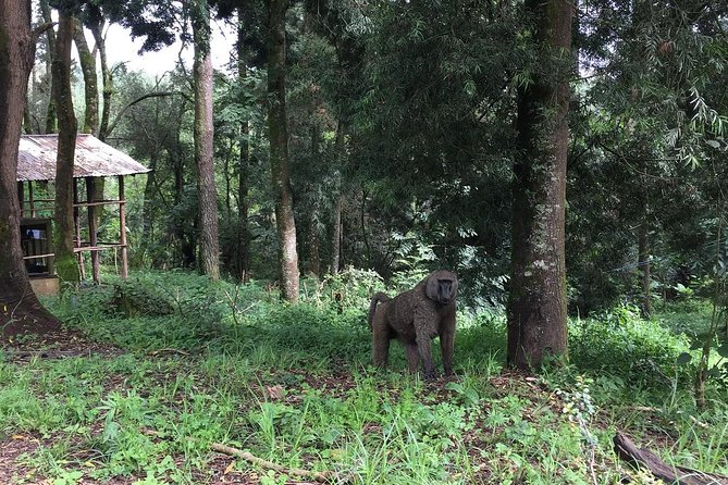 Two days Lake Wenchi and Menagesha Forest - A private vehicle changes the pace